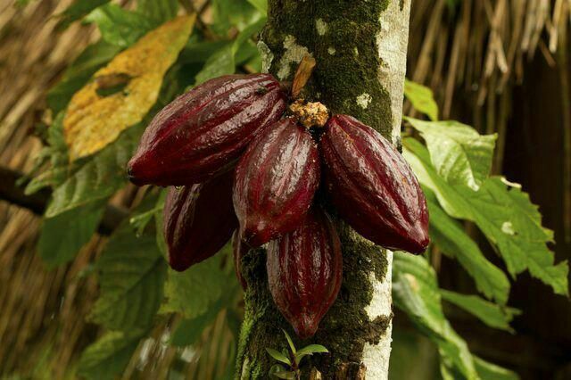 خواستگاه درخت کاکائو آمریکای جنوبی می باشد